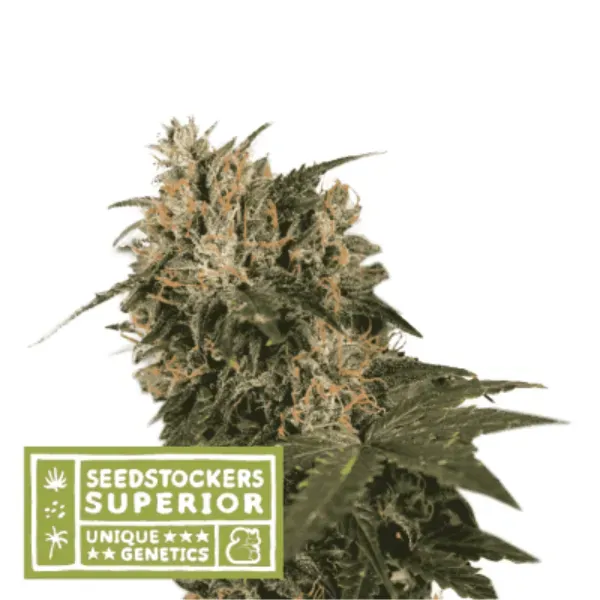 Seedstockers Blackberry Gum semi femminizzati 1 seme