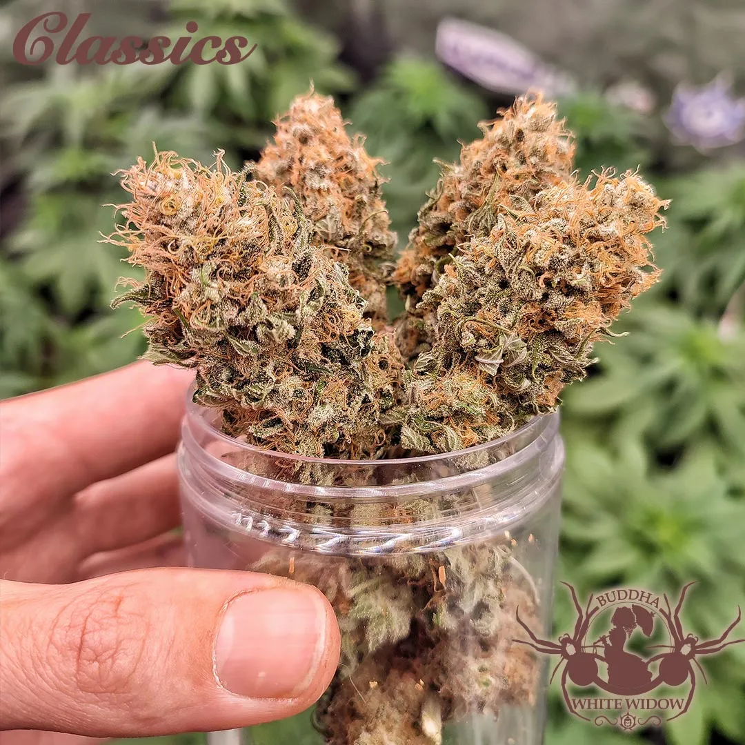Buddha Seeds White Widow semi femminizzati classici
