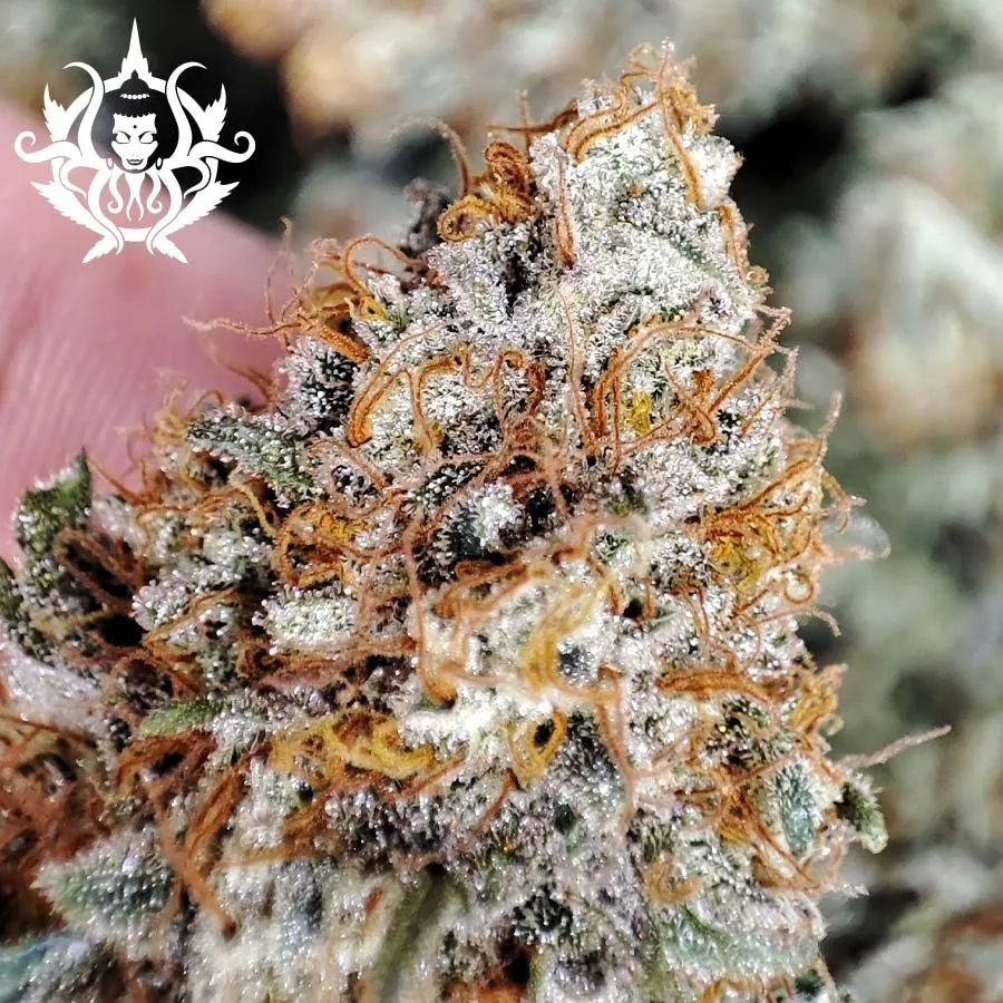 Buddha Seeds Buddha Kraken semi femminizzati potenti