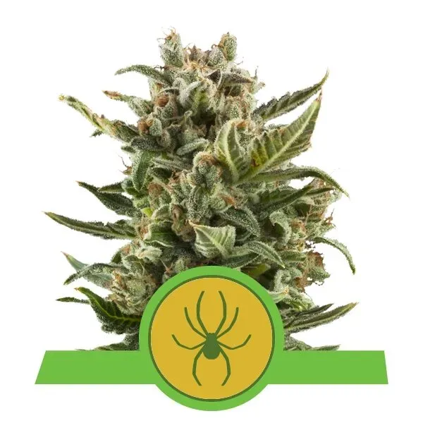 Royal Queen Seeds White Widow Auto semi autofiorenti compatta