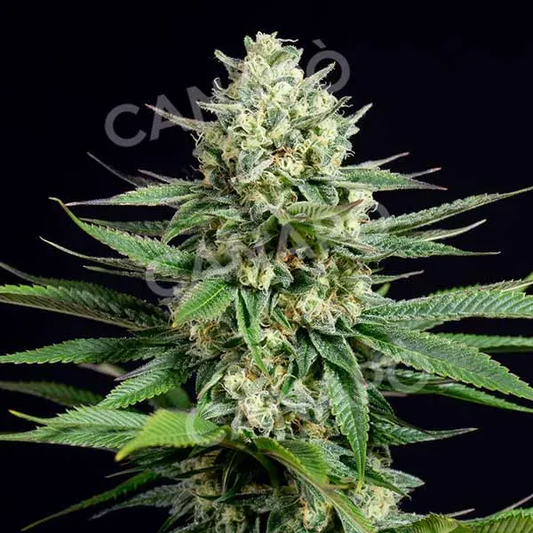 Dinafem OG Kush CBD semi femminizzati da collezione