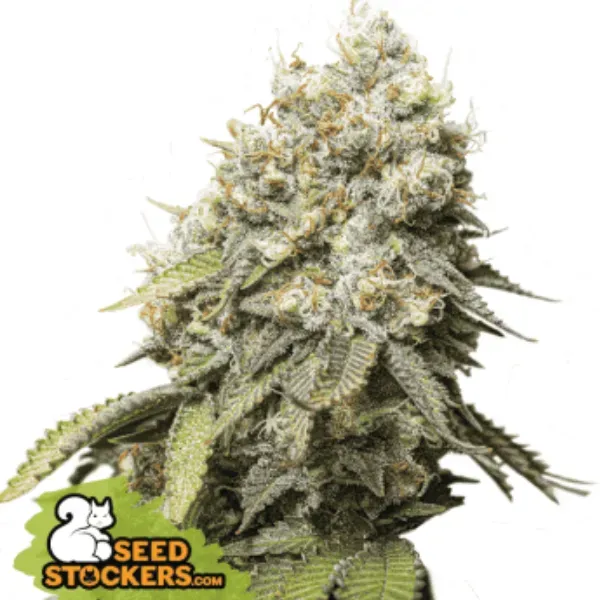 Seed Stockers Bruce Banner semi femminizzati 3 semi