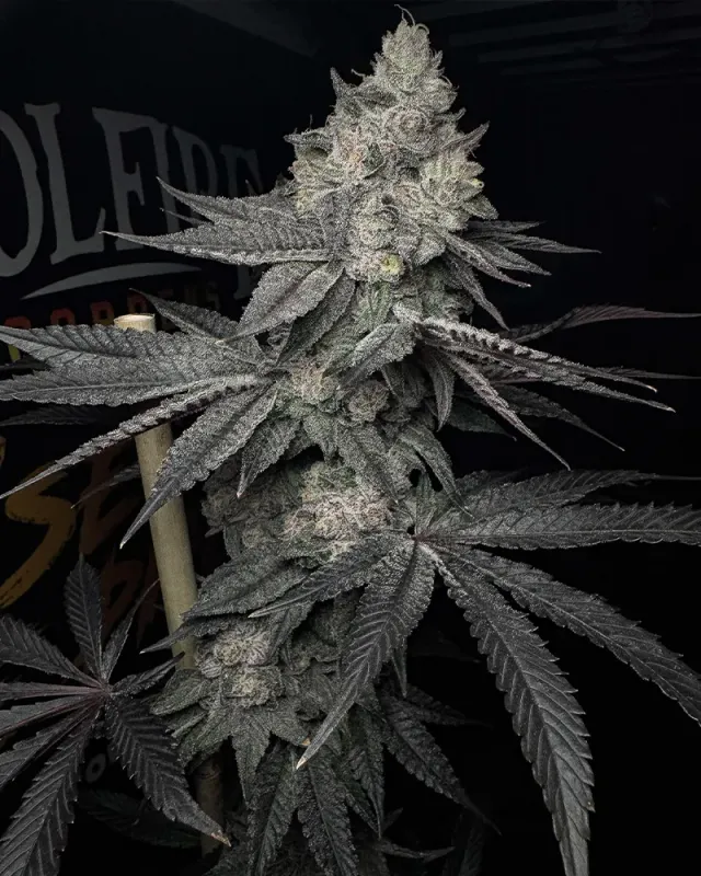Solfire Gardens TriForce Lucid Vision semi 6 semi