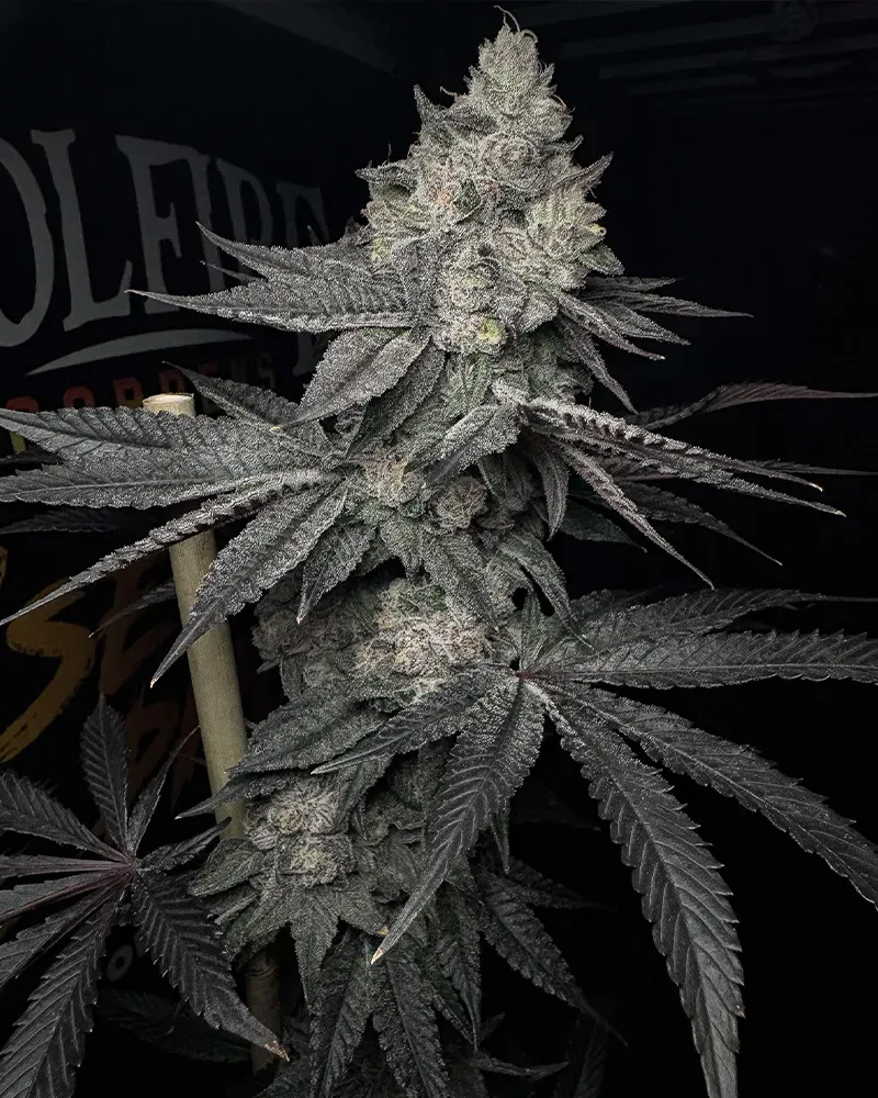Solfire Gardens TriForce Lucid Vision semi 6 semi