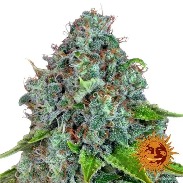 Barney's Farm Strawberry Lemonade semi femminizzati 1 seme