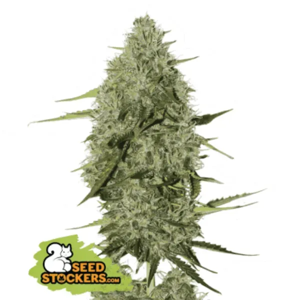 Seedstockers BCN Critical XXL Auto semi collezione autofior