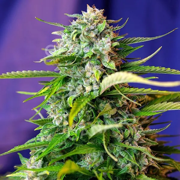 Sweet Seeds Jack 47 Auto semi autofiorenti 3+1 THC alto