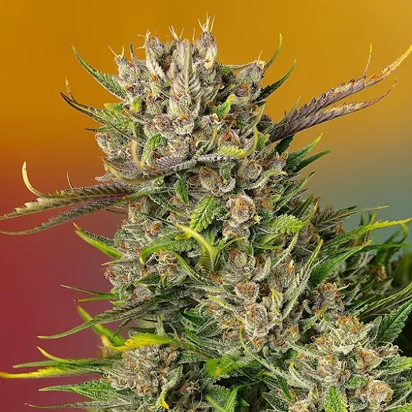 Sweet Seeds Papaya Zoap Auto semi autofiorenti 3+1