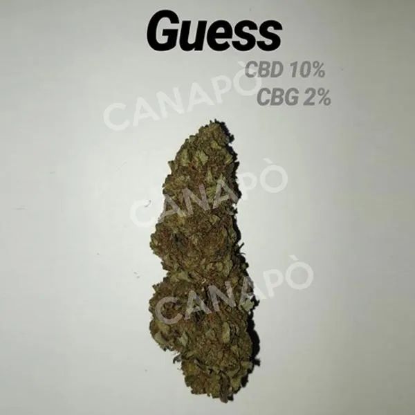 Serino Green Hemp Guess infiorescenze CBD 2g CBD 10%