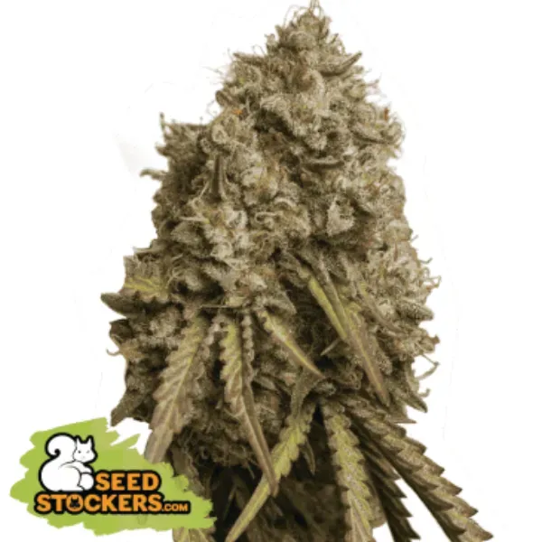 Seedstockers Gorilla Cookies Fem semi femminizzati 1 seme THC alto