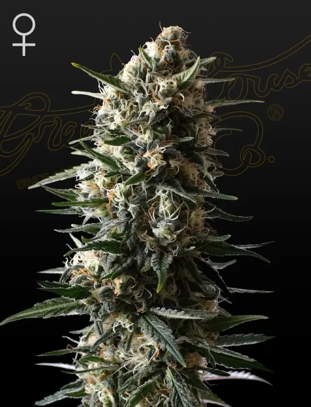 Green House Bubba Slush semi femminizzati 3 semi dolce