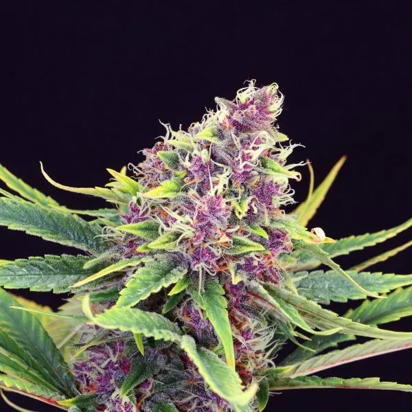 Kannabia Purple Kush semi femminizzati indica dolce