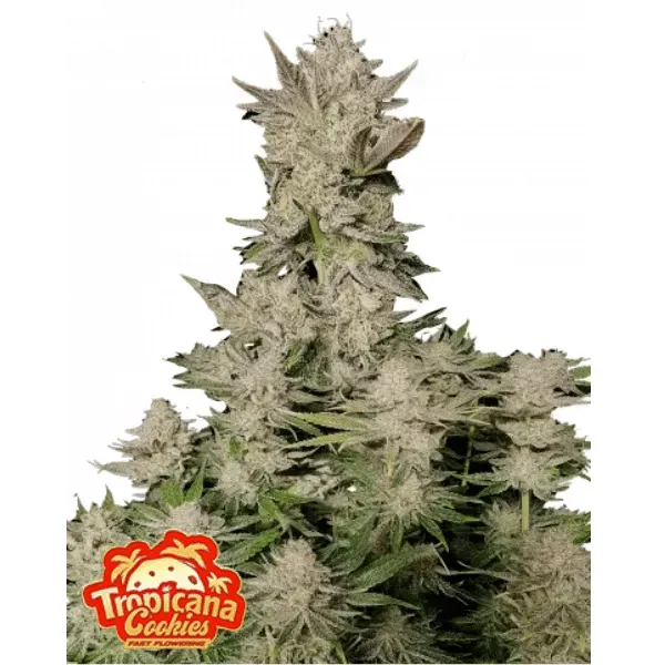 Fast Buds Tropicana Cookies FF semi femminizzati veloci