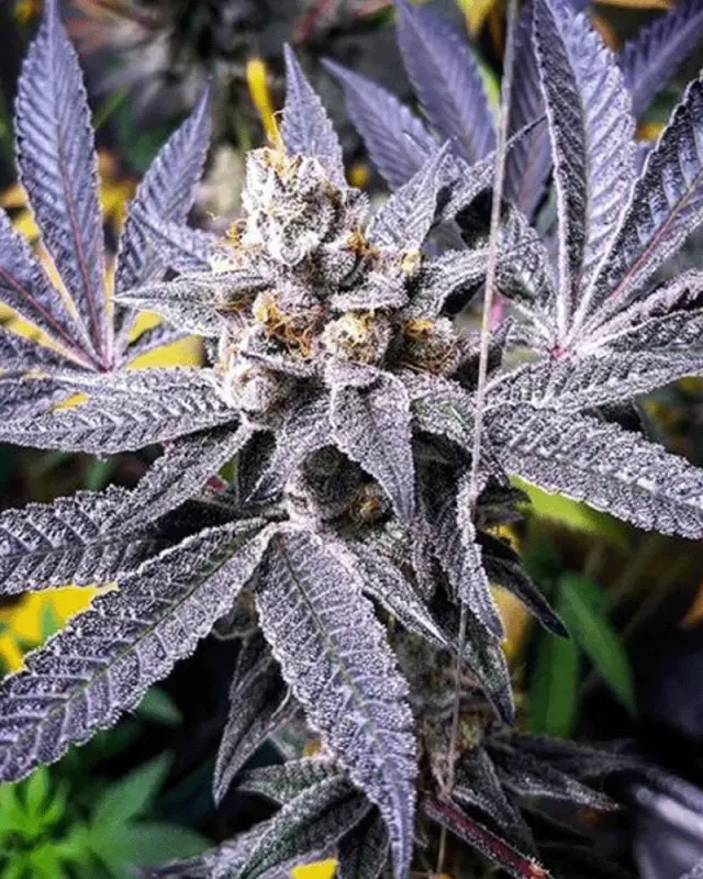Solfire Gardens Orange Cannoli semi regolari 12 pz Don Mega