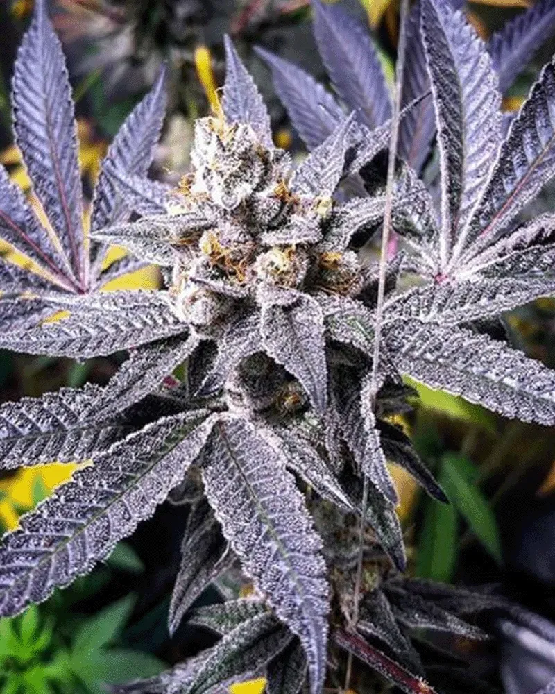 Solfire Gardens Orange Cannoli semi regolari 12 pz Don Mega