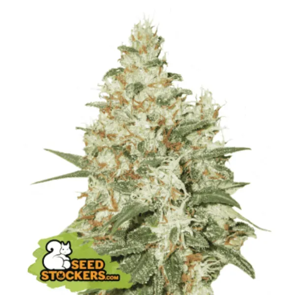 Seedstockers OG Kush Auto semi autofiorenti 1 seme indica