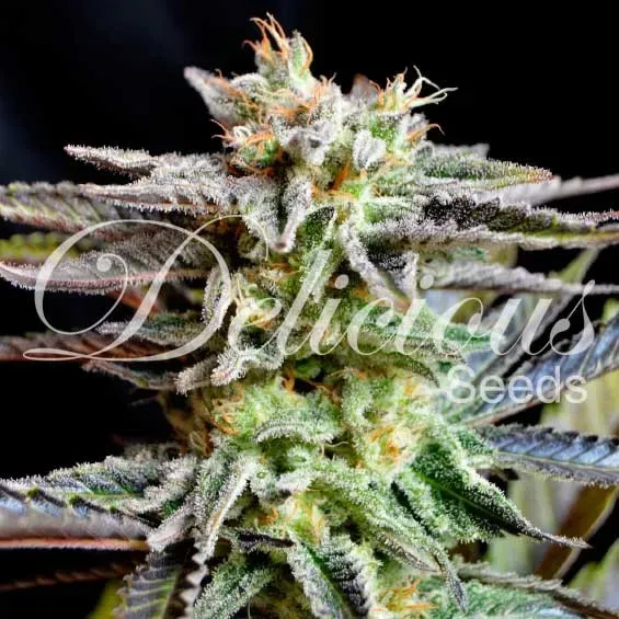 Delicious Seeds Sugar Black Rose semi femminizzati indica