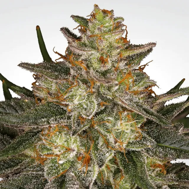 Paradise Seeds Dutch Kush seme femminizzato indica resinosa