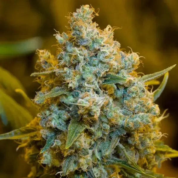 Silent Seeds Critical Jack semi femminizzati sativa
