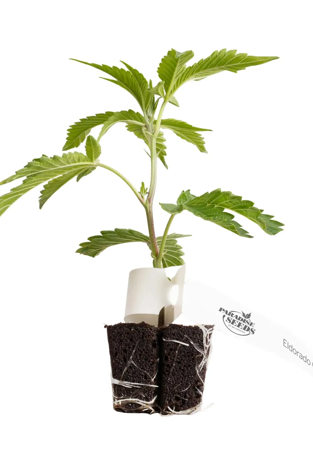 Paradise Seeds El Dorado OG Talea fotoperiodica 25% THC