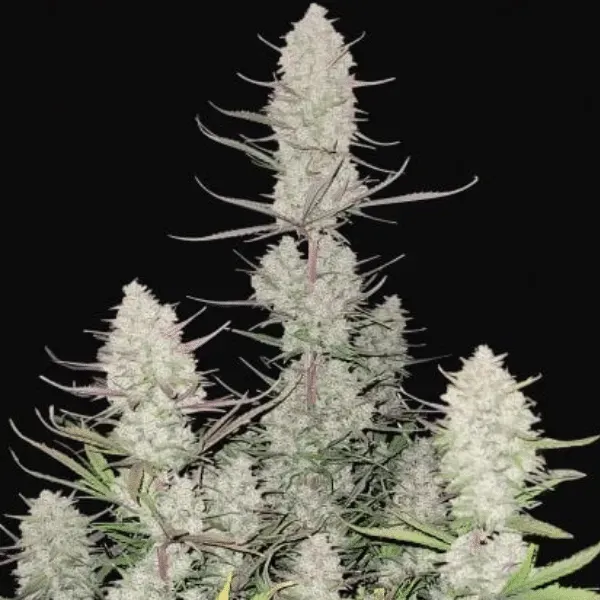 Fast Buds Tropicana Cookies Auto semi autofiorenti THC 27%
