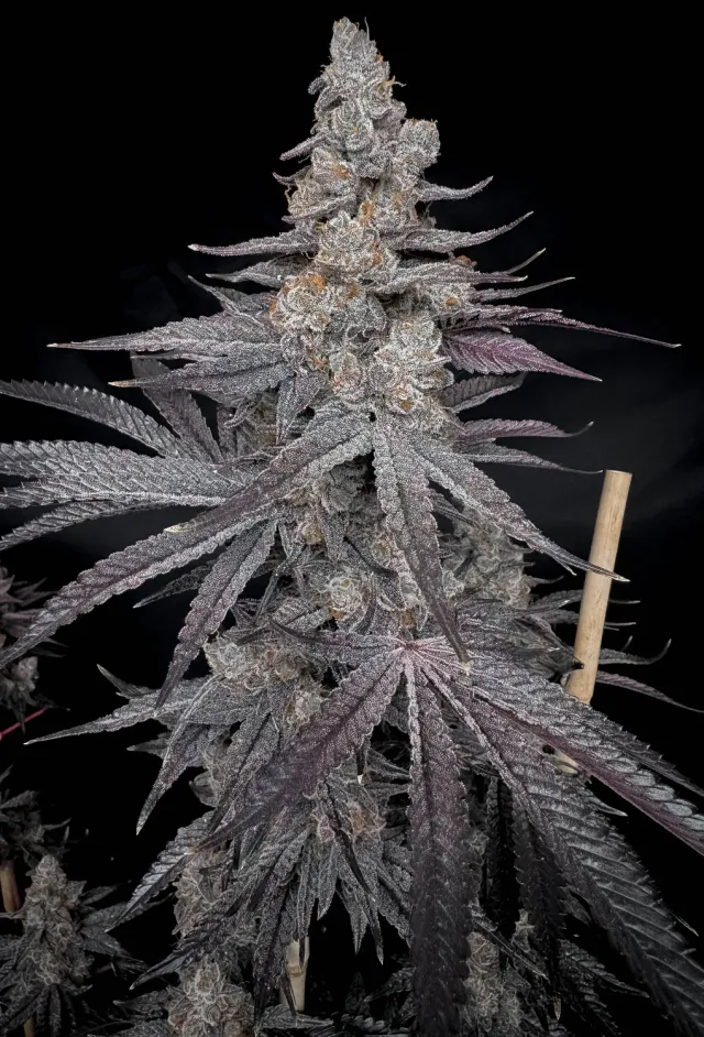 Solfire Gardens Don Mega Miami Menace semi femminizzati 6 semi