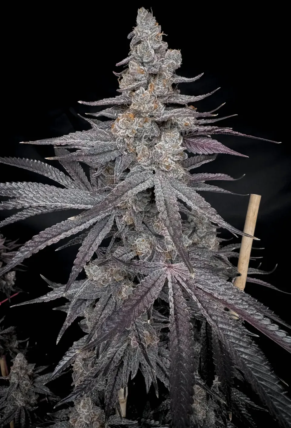 Solfire Gardens Don Mega Miami Menace semi femminizzati 6 semi