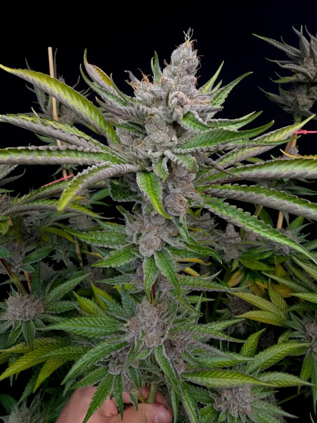 Solfire Gardens FX3 Sour Situation semi femminizzati 6 pz lime