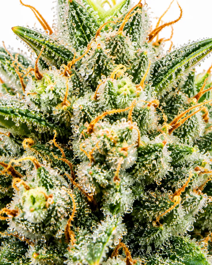 Trikoma Seeds Black Domina Fast semi fast 100 semi indica