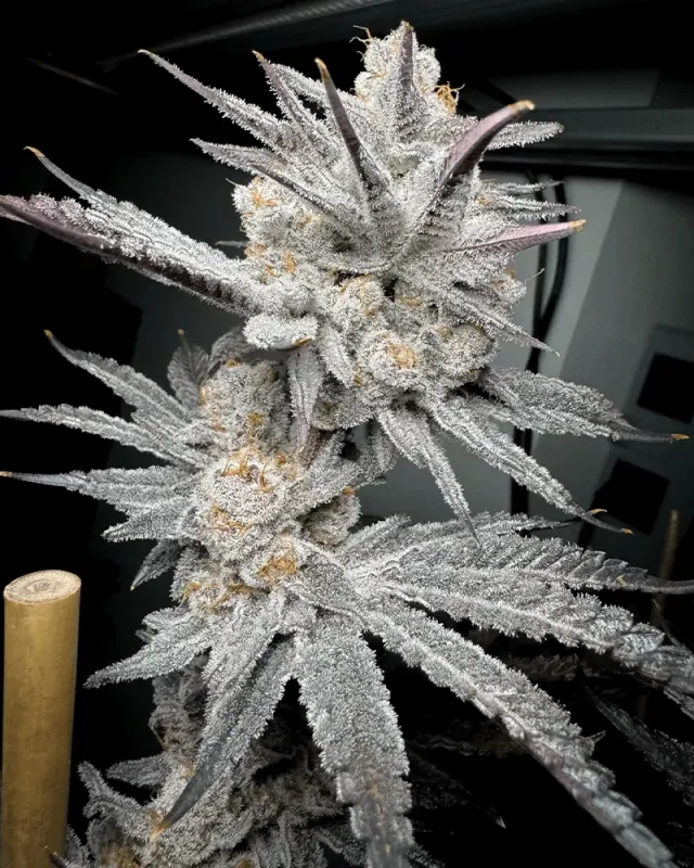 Solfire Gardens Giggle Gas Trich Beast semi femminizzati 3 semi