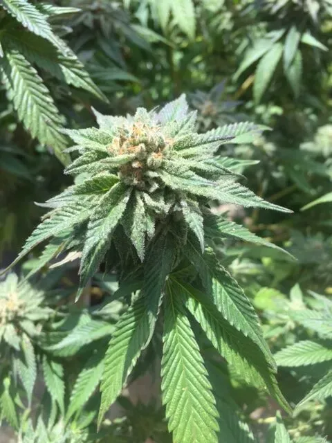Pheno Finder Seeds Sourwalker semi femminizzati da collezione