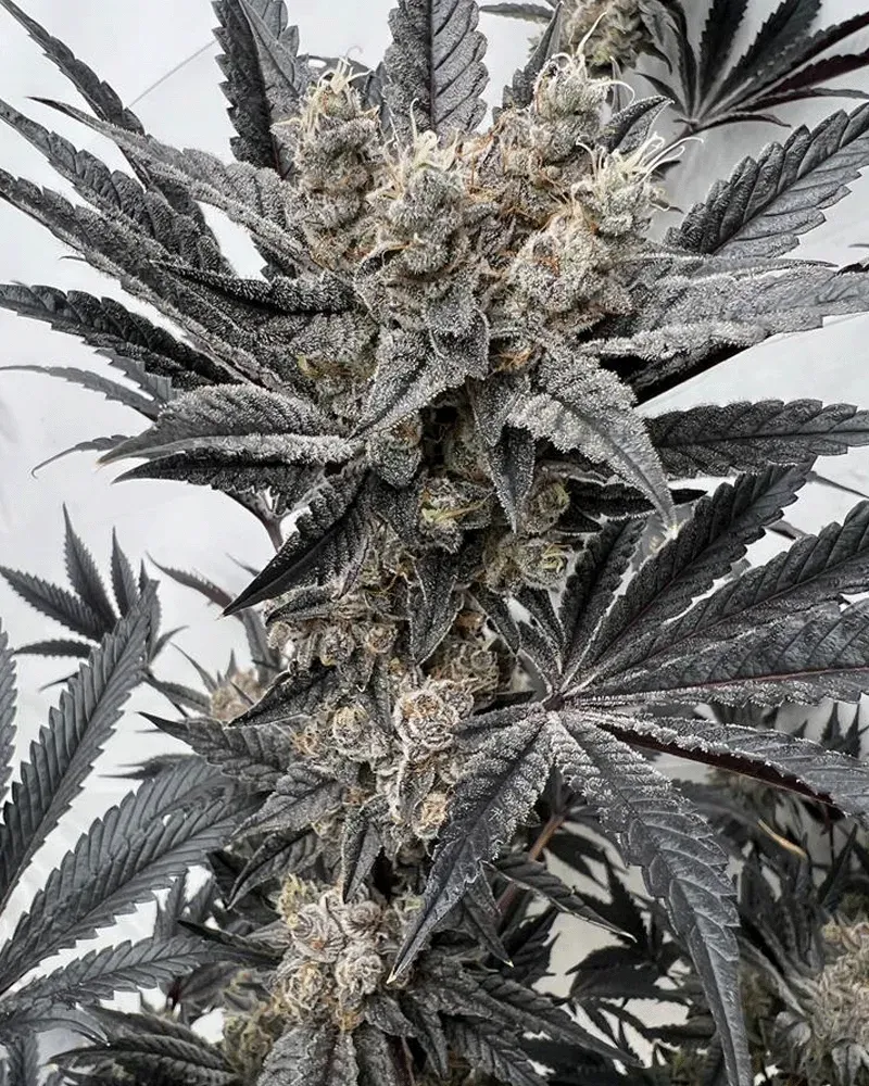 Solfire Gardens Mind Melter semi 6 semi strawberry da collezione