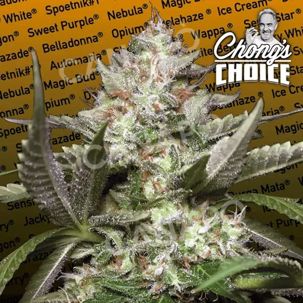 Paradise Seeds Auto Kong 4 semi autofiorenti da collezione