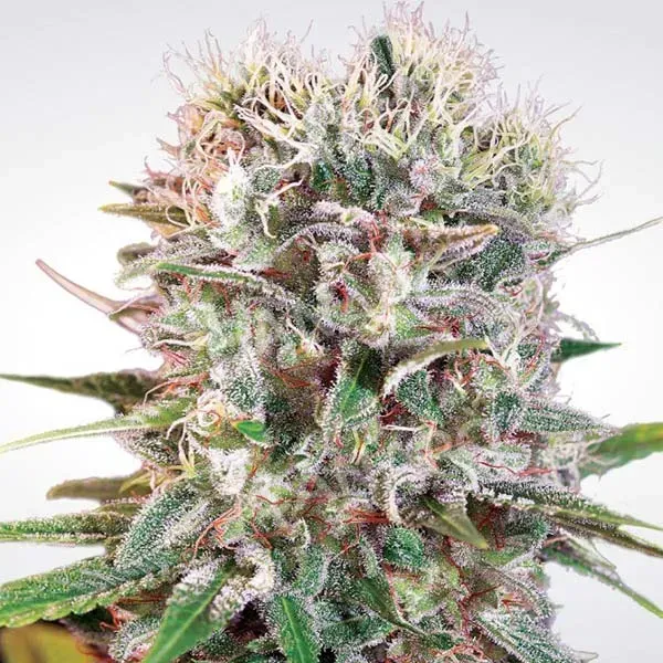 Paradise Seeds Wappa Semi Femminizzati da Collezione Indica