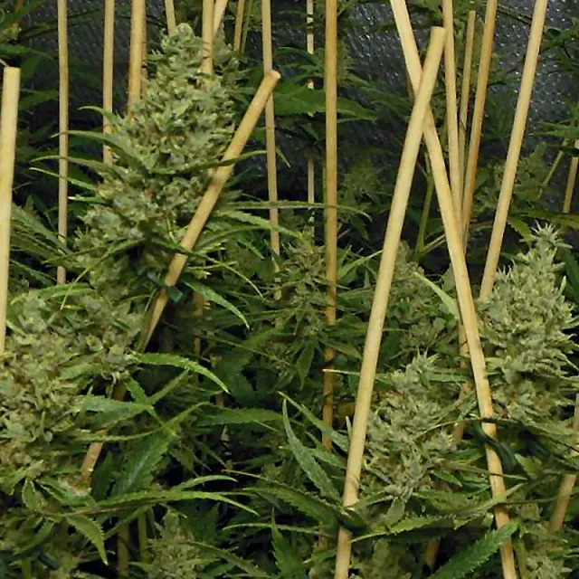 Pheno Finder Seeds Lemon Bubble semi femminizzati