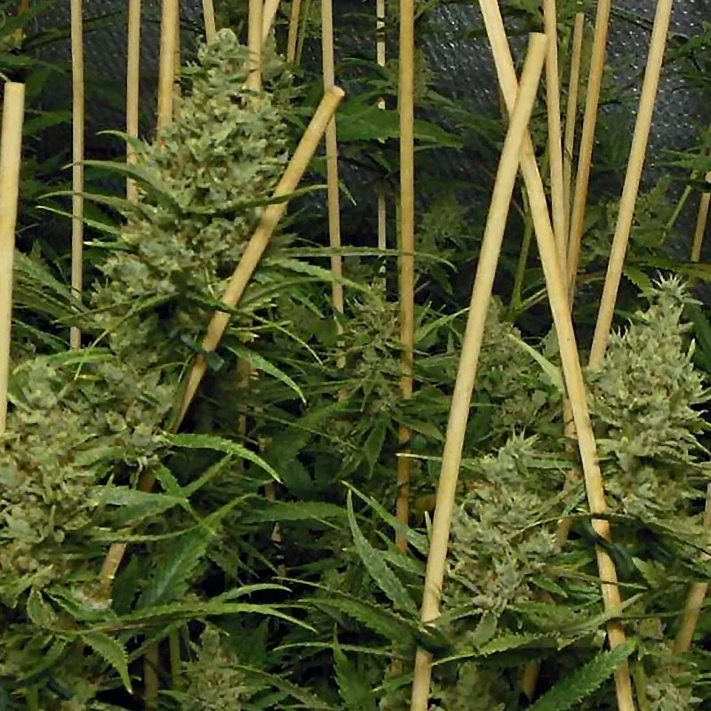 Pheno Finder Seeds Lemon Bubble semi femminizzati