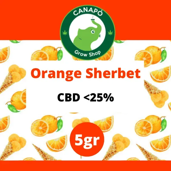 Canapo Orange Sherbert infiorescenza CBD greenhouse agrumata
