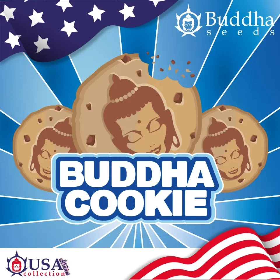 Buddha Seeds Buddha Cookie semi femminizzati dolci