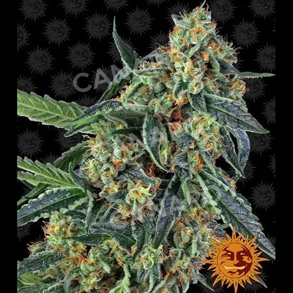Barney's Farm Cookies Kush semi femminizzati indica 70%