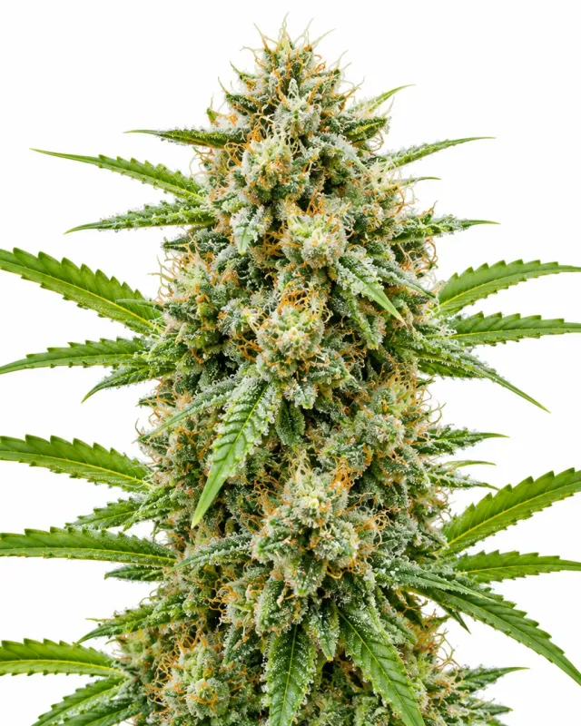 Trikoma Super Mix Sativa semi femminizzati 12 semi 4 varietà