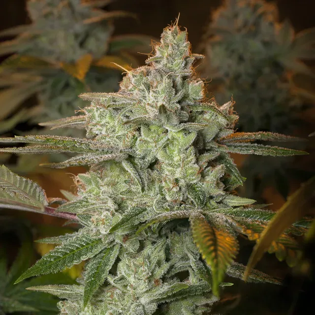Vision Seeds Pineapple Fruit x Alien Rock semi femminizzati