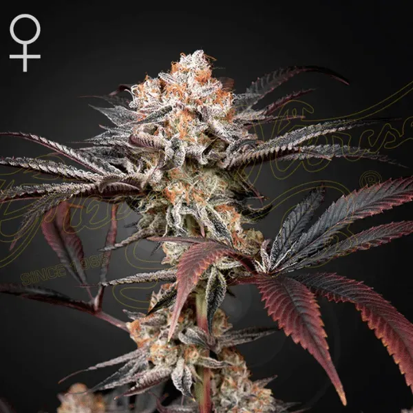 Green House Seeds Wonder Pie semi femminizzati 3 semi indica