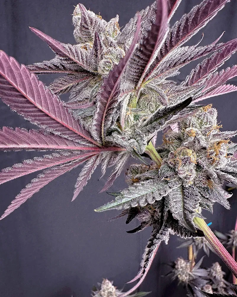 Solfire Gardens Rainbow Rush semi cannabis Udder Madness