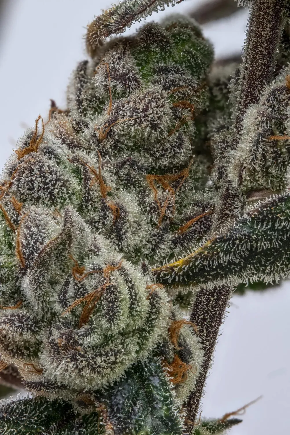 Paradise Seeds El Dorado OG Talea fotoperiodica 25% THC