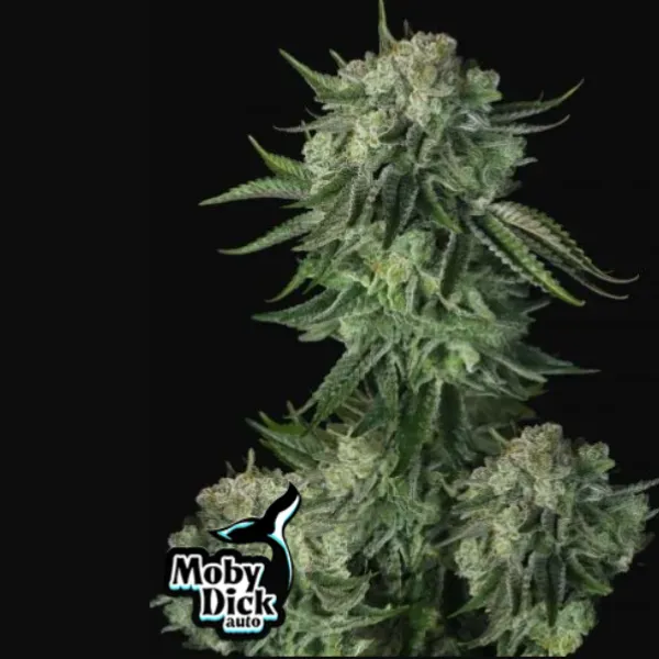 Fast Buds Moby Dick Auto semi autofiorenti sativa