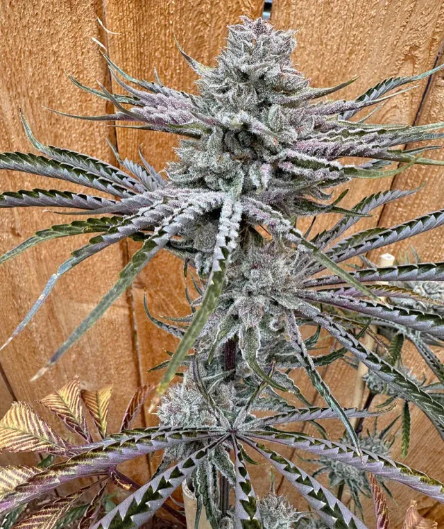Solfire Gardens Don Lemon semi femminizzati 6 pz agrumati