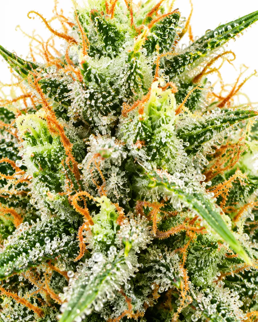 Trikoma Seeds AK 74 Auto semi autofiorenti fruttati