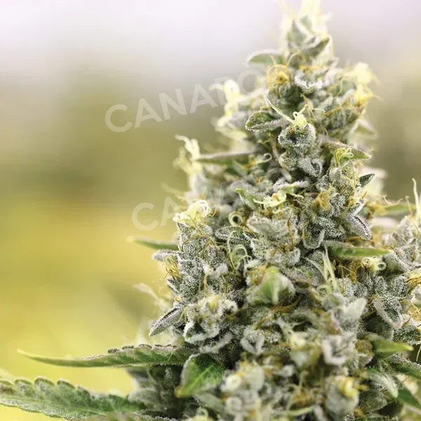 Domus Seeds Amnesia Lemon seme femminizzato 1 seme agrumato