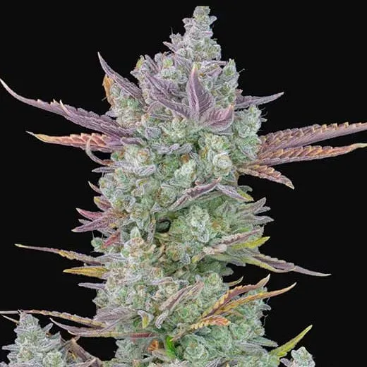 Fast Buds Gorilla Cookies Auto semi autofiorenti THC alto