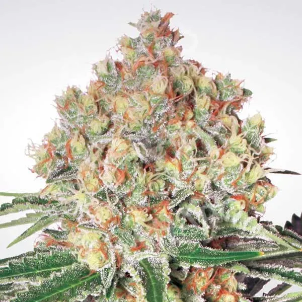 Paradise Seeds Auto Wappa semi autofiorenti aroma fragola